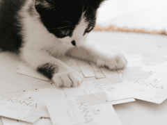 [ 코난 ] 경계심 많은 검은 고양이 드림주 프로필