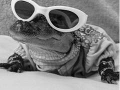 CROCODILE COMMISSION