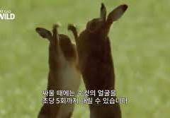 김토끼 가출 사건 中