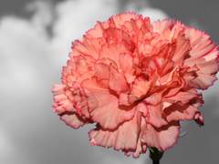 [화산귀환 드림] 검존 암존에게 사파라고 고백해보자 (1)