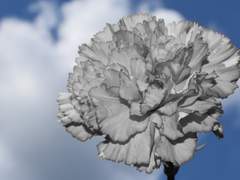 [화산귀환 드림] 검존암존에게 사파라고 고백해보자 (2)