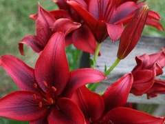 붉은 백합 [조로산]