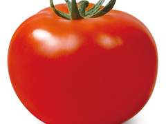 [나재민] 멋쟁이 토마토 2