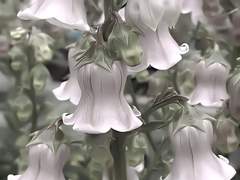 꼭두각시의 인연에게