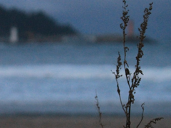 동변과 좀비의 시작