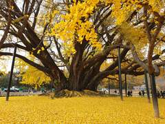 반계리 은행나무