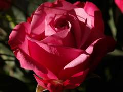 장미가 피는 미로 × 사쿠마 리츠 1화