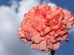 [화산귀환 드림] 검존암존에게 사파라고 고백해보자 (3) 마지막