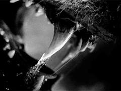 검은 머리의 짐승.