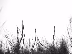 [비고리히] 과실