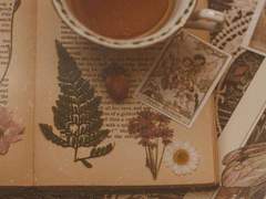 𝑨𝒅𝒂𝒎 𝑲𝒂𝒓𝒊𝒔 𝑻𝒓𝒂𝒊𝒄𝒚 𝑪𝒉𝒍𝒓𝒐𝒏𝒊𝒔