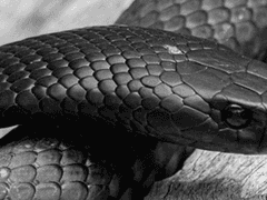 야훼 하나님께서 만드신 들짐승 가운데 가장 간교한 것이 뱀이었다. Genesis 3:1