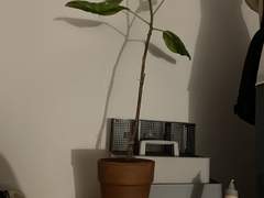 고무나무는 내 감정을 먹고 자란다