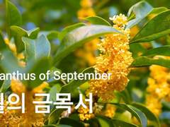 [놔갱] 9월의 금목서 - 2