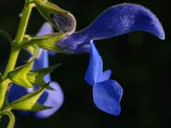 [고죠게토] blursage