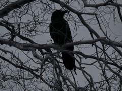 디스토피아에도 청춘이 올까요