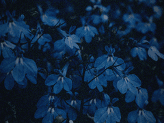 푸른 독초 BLUE VENOM 15