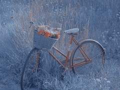 15. 꽃구경도 귀찮아..ㅎㅎ