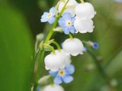 [화산귀환] 물망초 - 나를 잊지 마세요