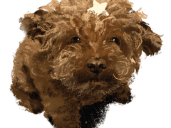 ◈동물 초상화 커미션◈