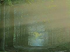 초록빛의 무너진 가호