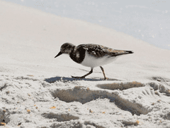 1 사막의 나라 비르마히