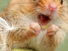 쌍존의 애완쥐 드림(上)