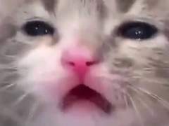 안녕하세요, 고죠 캣맘입니다.