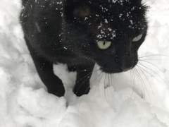 반려 고양이 독립시키기