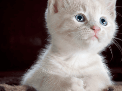 우리집 아기 고양이 육아일기