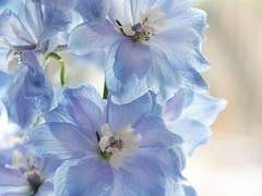 너는 여전히 꽃이었다