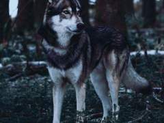 무리의 우두머리는 하나다.