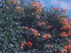 [윤밍]개꽃은 시들지 말지어다