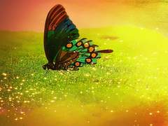 붉은 나비의 인연 1