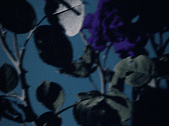 푸른 독초 BLUE VENOM 16