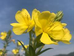 월견초 (月見草)