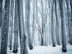 눈 위를 달리는 도망자