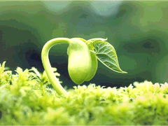 비아나 이데알레 / 43 / 유치원 교사