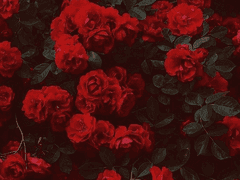 로지 헤르모사 포레스트./xy/2-A 프시케 반./헤르모사 로즈 화인.