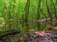 귀도하리청하)희휘낭요처럼