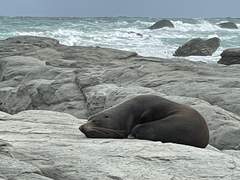 11월 24일) 바다사자를 떼로 보다
