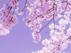 일장춘몽(一場春夢)