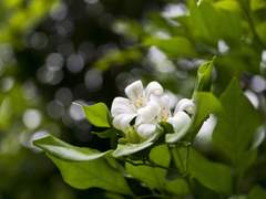 나무는 베어졌다