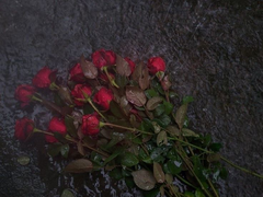 5월엔 장밋빛 다이브! 5 [完]