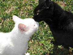 ✩₊˚.⋆☾⋆⁺₊✧