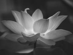 홍 련| XY | 50대 중반