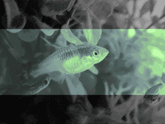 황무지의 이야기