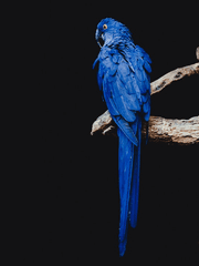 포스트맨은 벨을 두 번 울린다