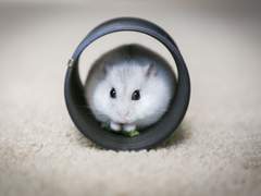 햄스터를 함부로 주우면 안 되는 이유 5