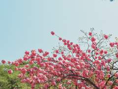 [해량무편/단편] 꽃의 비명소리